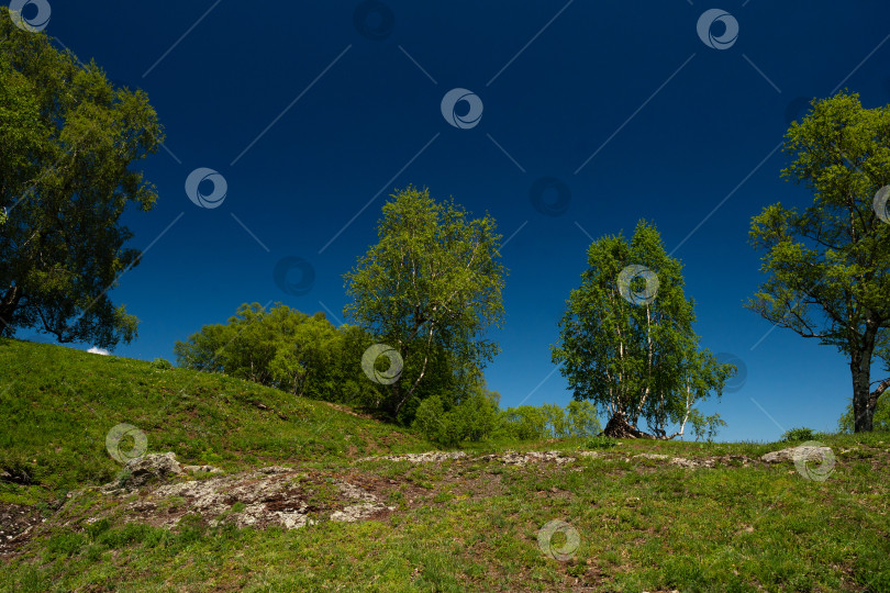 Скачать Пышный зеленый склон холма с деревьями под голубым небом. фотосток Ozero