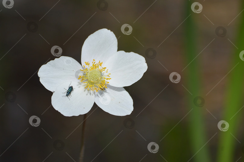 Скачать Цветок лесной анемоны (Anemone sylvestris) с жуками и паукообразными на лепестках. Фото крупным планом. Цветы Восточной Сибири. фотосток Ozero