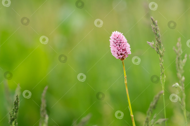 Скачать Розовый полевой цветок на пышном зеленом лугу. фотосток Ozero