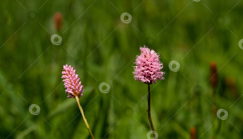 Скачать Розовые полевые цветы на зеленом лугу фотосток Ozero