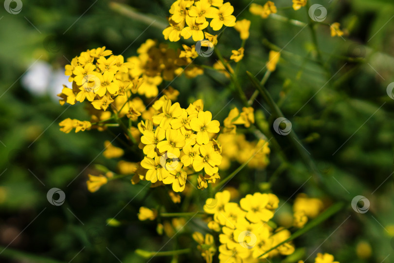 Скачать Гроздь ярко-желтых цветов, распускающихся на зеленом поле. фотосток Ozero