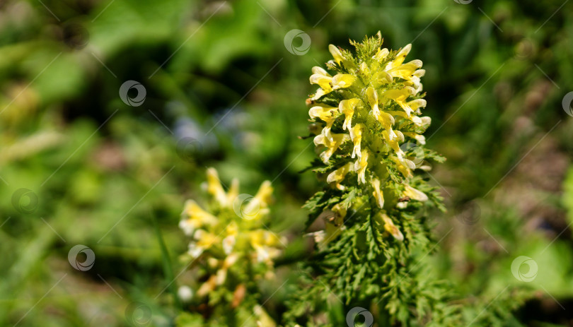 Скачать Желтый полевой цветок с многочисленными соцветиями на травянистой почве. фотосток Ozero