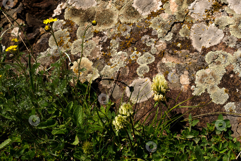 Скачать Полевые цветы и лишайники, растущие на поверхности скал фотосток Ozero