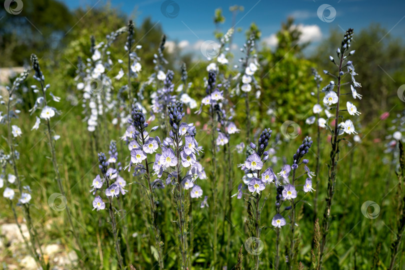 Скачать Фиолетовые и белые полевые цветы на лугу. фотосток Ozero