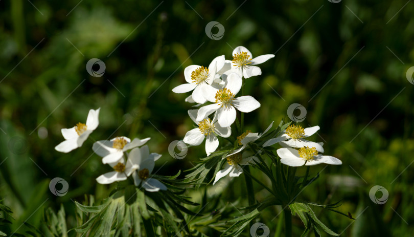 Скачать Букетик белых полевых цветов с желтыми серединками. фотосток Ozero
