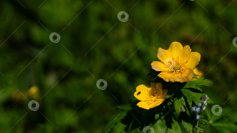 Скачать Желтые цветы, распускающиеся среди пышной зеленой листвы. фотосток Ozero