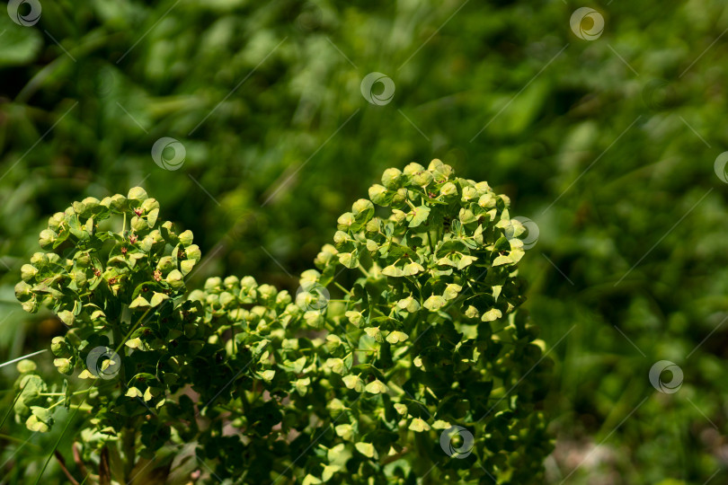 Скачать Зеленое цветущее растение с многочисленными крошечными соцветиями фотосток Ozero