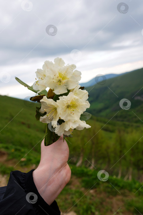 Скачать В руке букет белых цветов фотосток Ozero