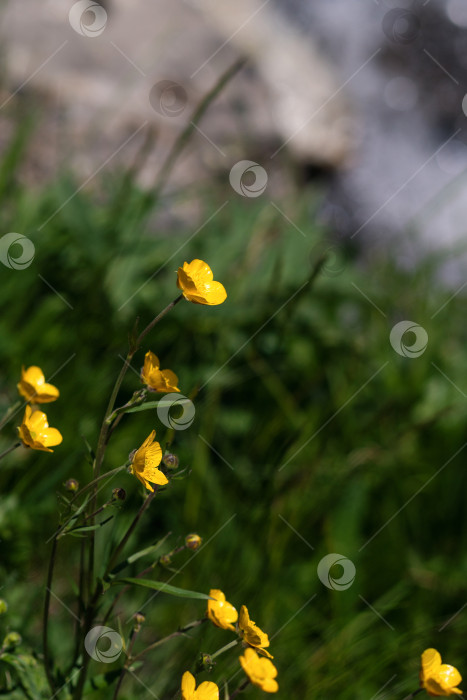 Скачать Желтые полевые цветы на размытом фоне. фотосток Ozero
