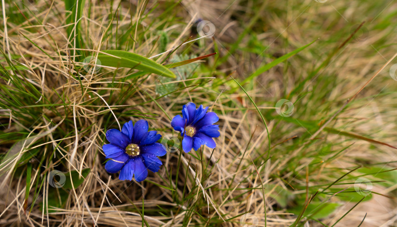 Скачать Крупный план двух голубых полевых цветов фотосток Ozero