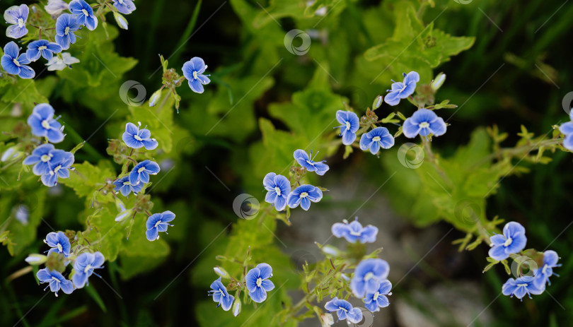 Скачать Букет из маленьких голубых цветочков фотосток Ozero