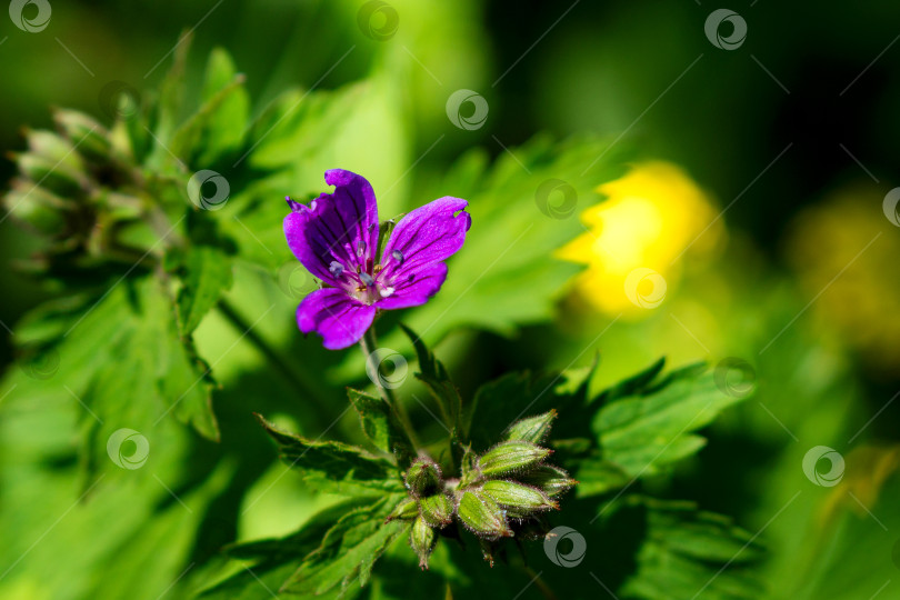 Скачать Крупный план фиолетового полевого цветка на зеленом поле. фотосток Ozero
