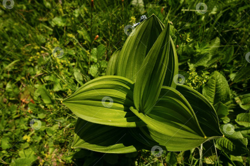 Скачать Зеленое растение с крупными листьями на лугу фотосток Ozero