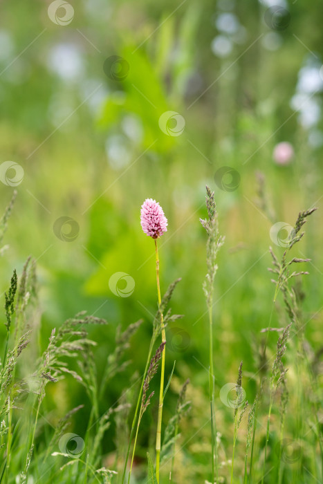 Скачать Розовый полевой цветок среди зеленых трав на лугу. фотосток Ozero