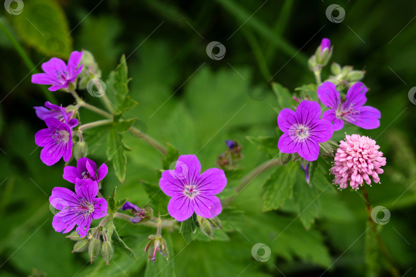 Скачать В саду распускаются фиолетовые и розовые цветы. фотосток Ozero