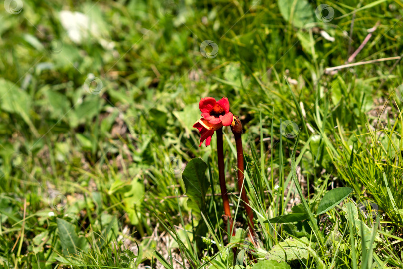Скачать Одинокий красный полевой цветок, растущий на травянистом поле. фотосток Ozero