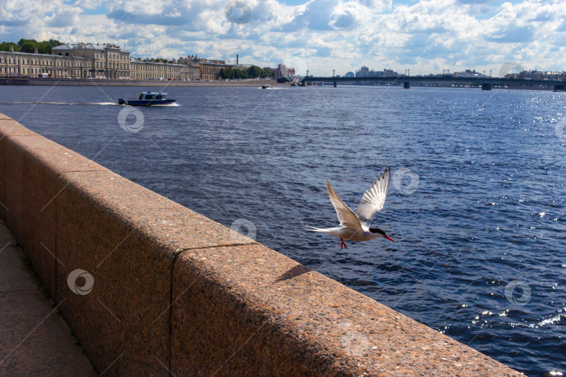 Скачать Крупный план чайки, взлетающей над рекой. Вид на Неву в Санкт-Петербурге, старинные здания на набережной в солнечный день. фотосток Ozero