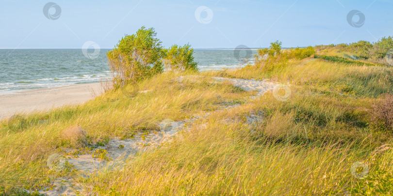 Скачать поросшие травой песчаные дюны на берегу моря фотосток Ozero