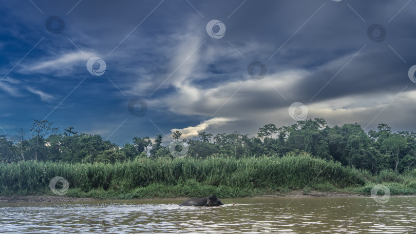 Скачать Одинокий карликовый слон с Борнео бродит вдоль реки. фотосток Ozero