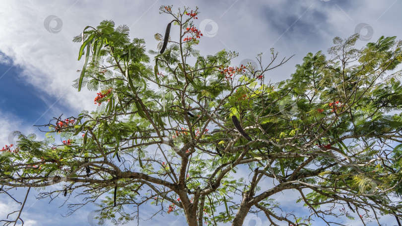 Скачать Крона цветущего дерева acacia Caesalpinia pulcherrima на фоне голубого неба и облаков. фотосток Ozero