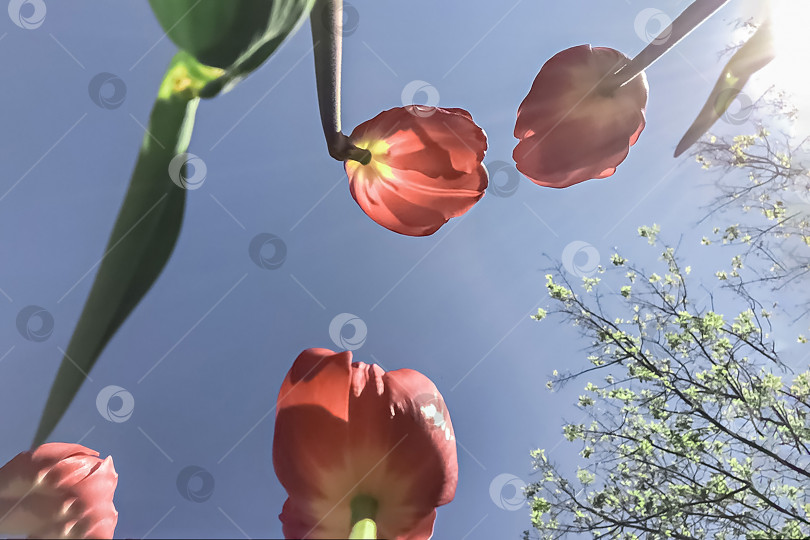 Скачать Фон из красных тюльпанов в лучах солнца на фоне неба.Вид снизу. Весна фотосток Ozero