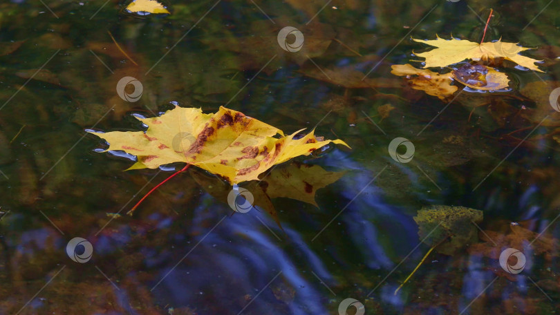 Скачать Ярко-желтые кленовые листья плавают на поверхности лесного пруда солнечным осенним днем. Меланхоличное настроение фотосток Ozero