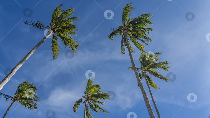 Скачать Высокие кокосовые пальмы на фоне голубого неба и облаков. фотосток Ozero