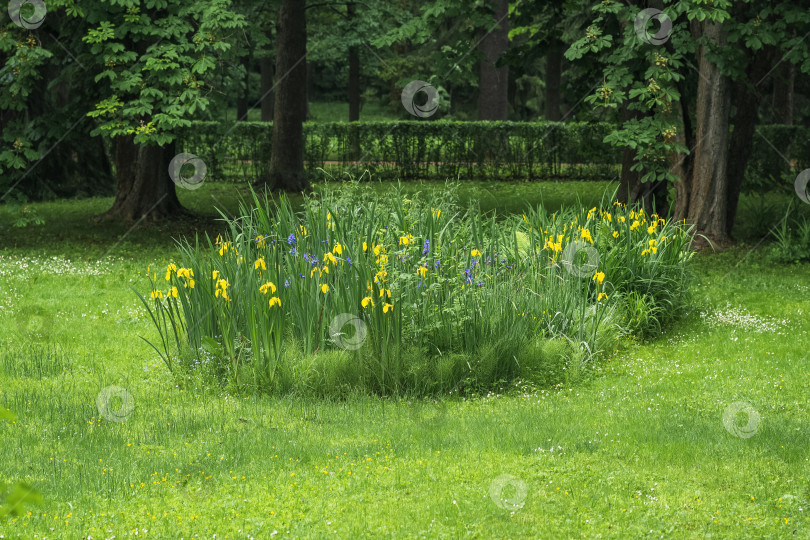 Скачать желтые ирисы на лужайке ландшафтного парка фотосток Ozero