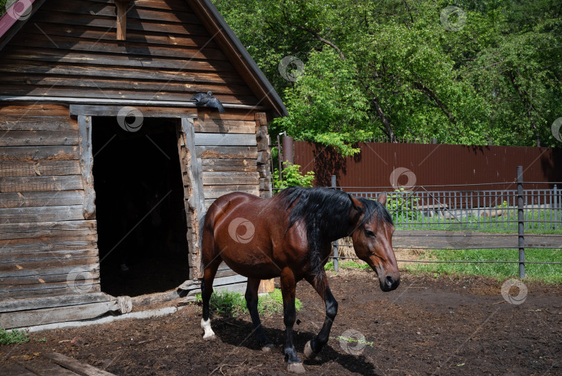 Скачать Черные и бурые лошади едят сено. фотосток Ozero
