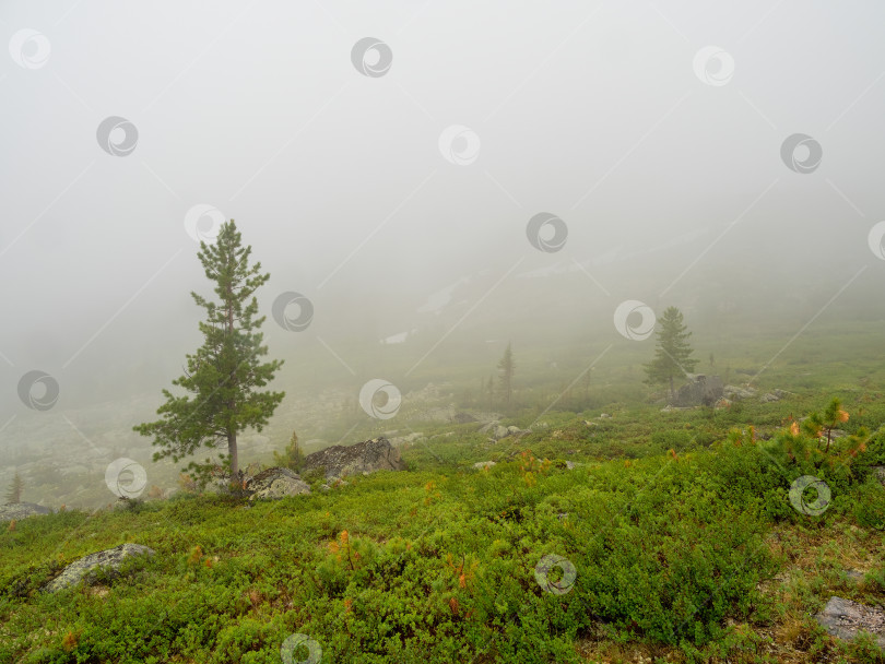 Скачать Зеленая трава и густой туман среди скал. фотосток Ozero