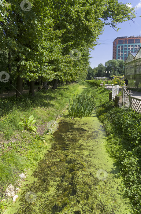 Скачать Канава с водой, заросшая ряской, в парке. фотосток Ozero