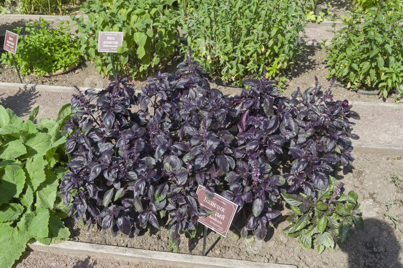 Скачать Базилик сладкий (лат. Ocimum basilicum) на грядке с лекарственными растениями. фотосток Ozero