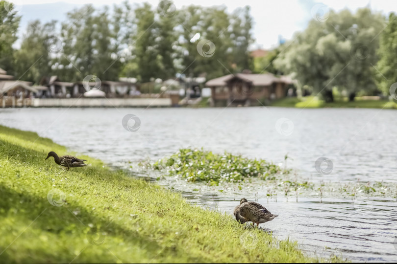 Скачать Берег озера в парке с цветущими водорослями и утками. Экология, охрана окружающей среды фотосток Ozero