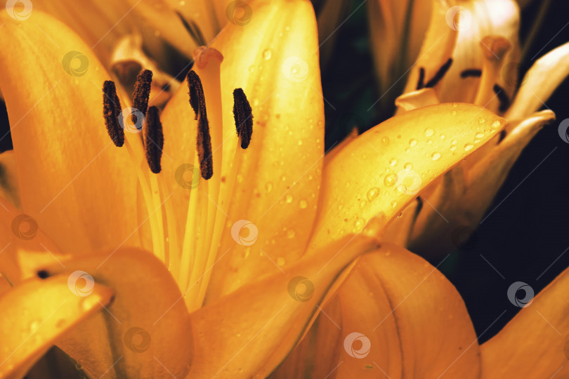 Скачать Распускающиеся желтые лилии в саду, период цветения декоративных цветов. Теплые желтые тона. Букет из желтых лилий фотосток Ozero