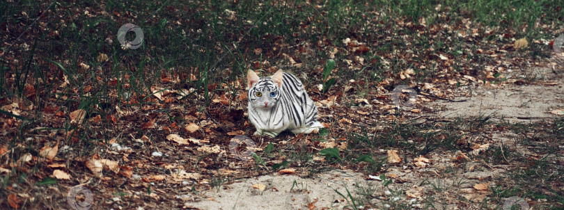 Скачать Кот, кошка, тигр-альбинос с разноцветными глазами, голубые и желтые глаза, тигровый окрас, альбинос фотосток Ozero