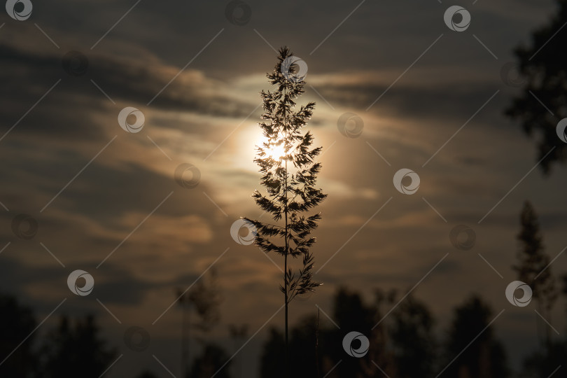 Скачать Клочок травы, фотография с силуэтом на фоне заката. Яркий солнечный закат летом фотосток Ozero