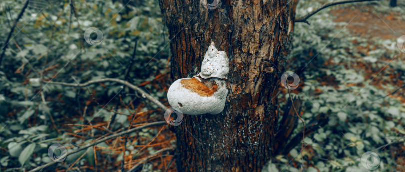 Скачать Трутовик, паразитический гриб, растущий на стволе дерева. Используется в фармацевтических и пищевых целях фотосток Ozero
