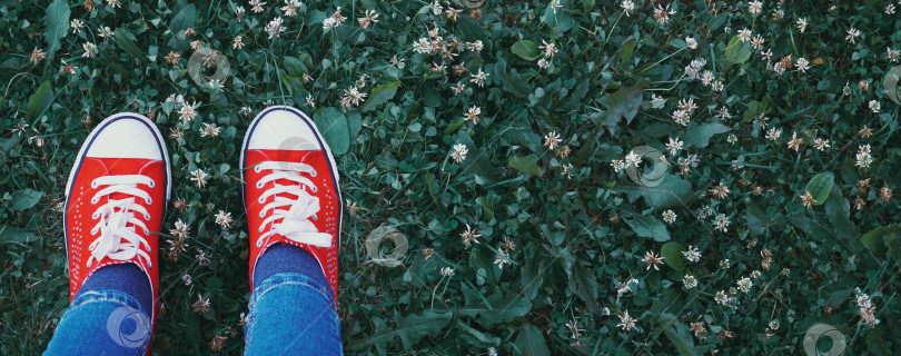 Скачать Красные кроссовки с белыми шнурками стоят на зеленой траве. Отдых на природе, физические упражнения на свежем воздухе фотосток Ozero
