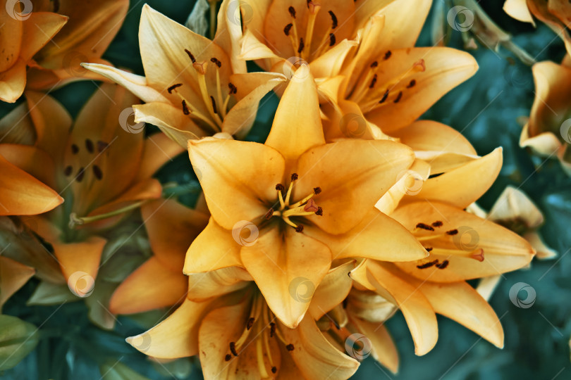 Скачать Букет из желтых лилий, садовых цветов в период цветения. Крупный план, лепестки и семена лилий фотосток Ozero