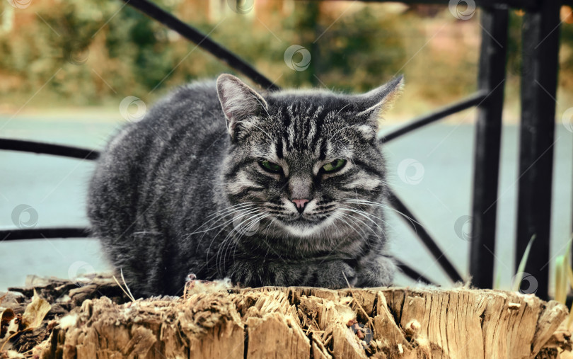 Скачать Кошка серо-черного окраса сидит на пне, глаза зеленые, тигровый окрас кошки. Дворовый кот летом на пне фотосток Ozero