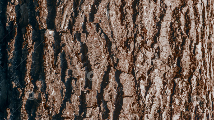 Скачать Кора дерева Textrua, коричневый ствол многолетнего дерева, текстовая кора, место для текста фотосток Ozero