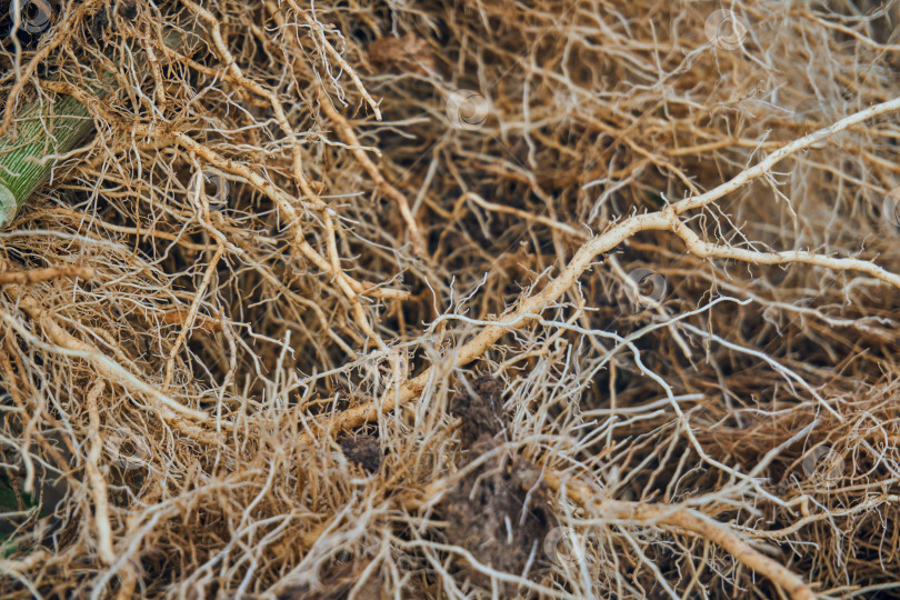 Скачать Корни растений крупным планом похожи на сосуды и капилляры. Текстурированные толстые корни фотосток Ozero