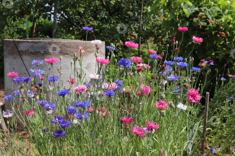 Скачать фотография клумбы с разноцветными васильками в саду на фоне колодца в деревне летом фотосток Ozero