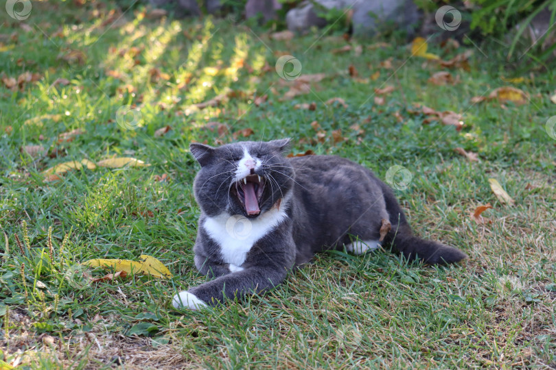 серая кошка зевает - Ozero - российский фотосток