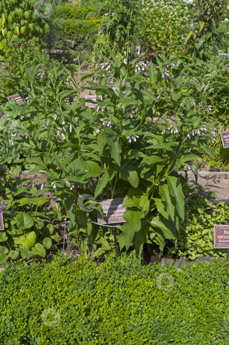 Скачать Цветущий окопник обыкновенный (лат. Symphytum officinale) на клумбе с лекарственными растениями фотосток Ozero