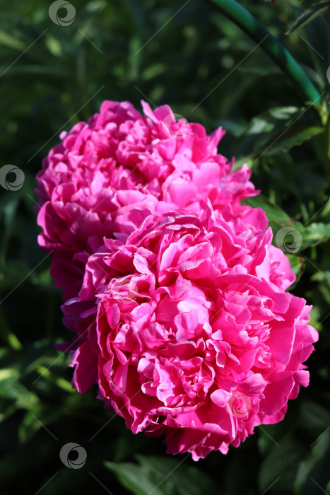Скачать розовые цветущие пионы в саду фотосток Ozero