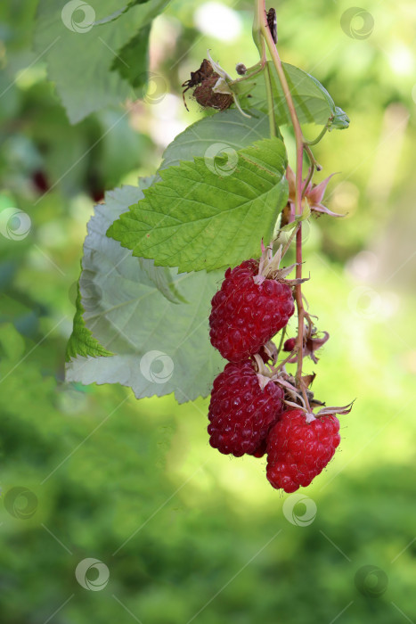 Скачать фотография спелой красной малины на ветке в саду фотосток Ozero