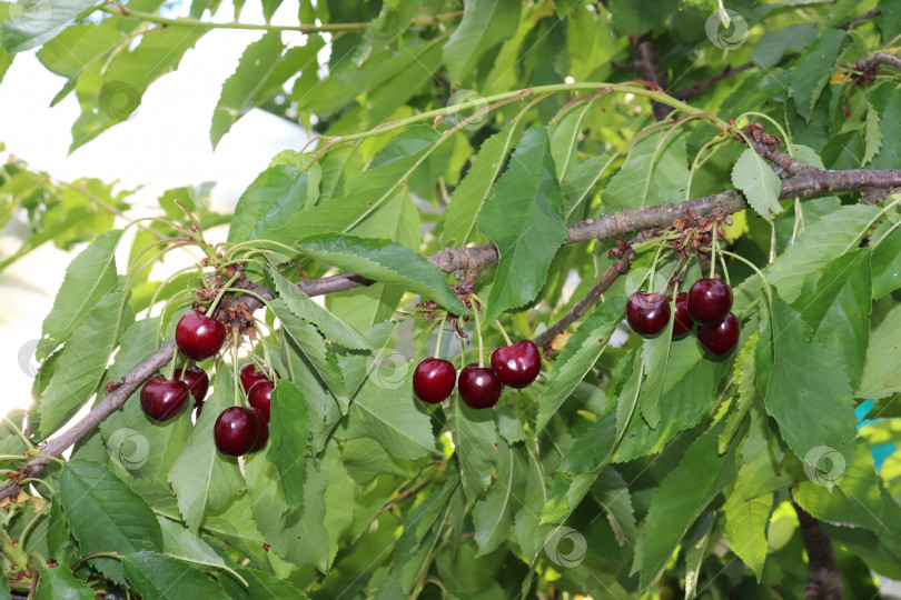 Скачать фотография ветки со спелыми сочными вишнями летом в деревне фотосток Ozero