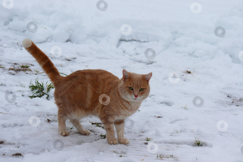 Скачать рыжий кот гуляет по снегу фотосток Ozero