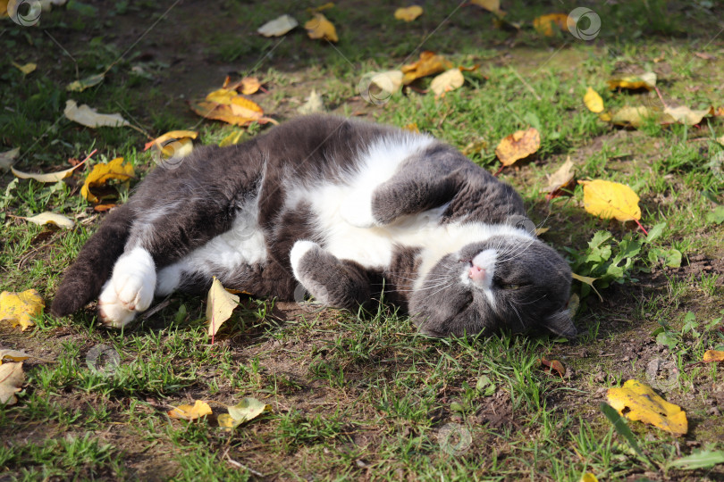 Скачать серая кошка греется на солнышке на траве и желтых осенних листьях фотосток Ozero